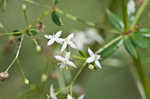 False baby's breath